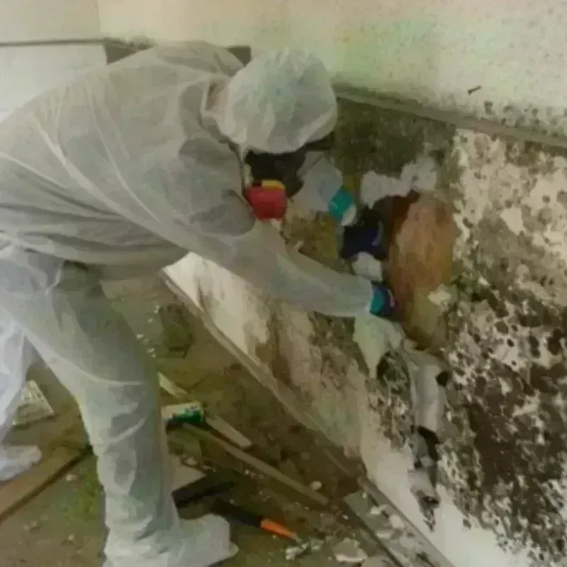 Mold Remediation and Removal in North Richland Hills, TX